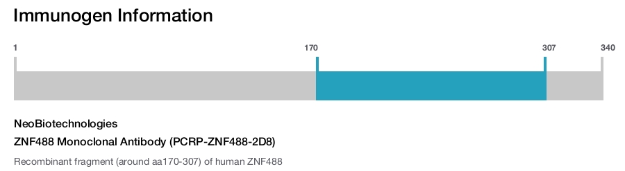 ZNF488 Monoclonal Antibody (PCRP-ZNF488-2D8)
