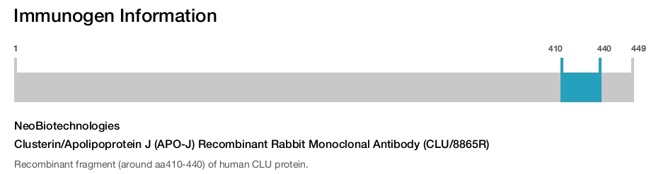 Clusterin/Apolipoprotein J (APO-J) Recombinant Rabbit Monoclonal Antibody (CLU/8865R)