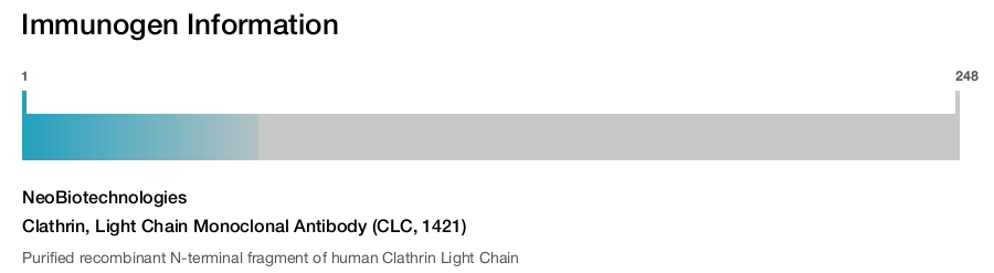 Clathrin, Light Chain Monoclonal Antibody (CLC, 1421)