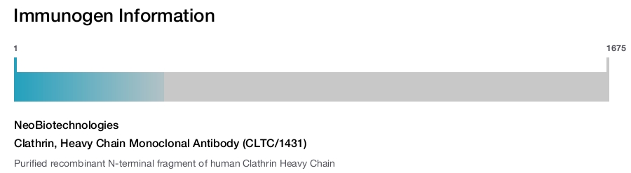 Clathrin, Heavy Chain Monoclonal Antibody (CLTC/1431)