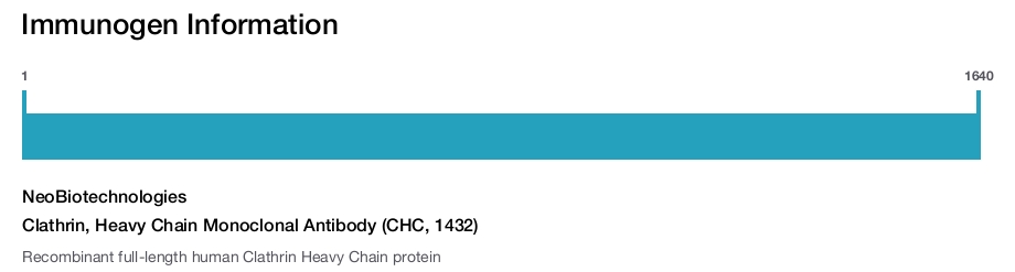 Clathrin, Heavy Chain Monoclonal Antibody (CHC, 1432)