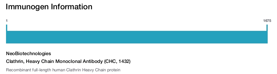Clathrin, Heavy Chain Monoclonal Antibody (CHC, 1432)