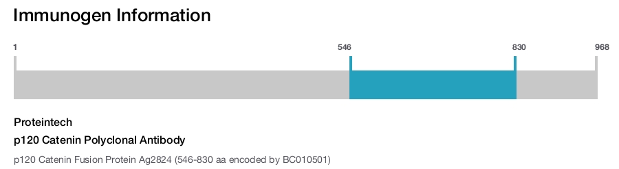 p120 Catenin Polyclonal Antibody