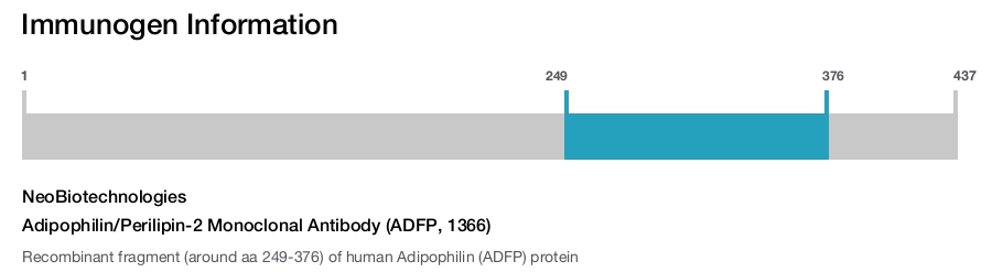Adipophilin/Perilipin-2 Monoclonal Antibody (ADFP, 1366)