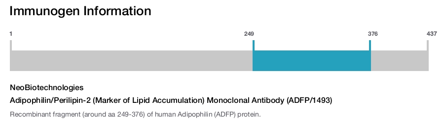 Adipophilin/Perilipin-2 (Marker of Lipid Accumulation) Monoclonal Antibody (ADFP/1493)