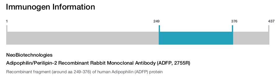 Adipophilin/Perilipin-2 Recombinant Rabbit Monoclonal Antibody (ADFP, 2755R)