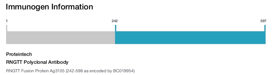 RNGTT Polyclonal Antibody