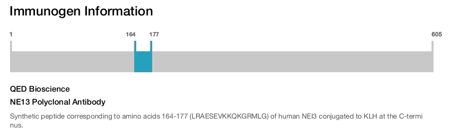 NE13 Polyclonal Antibody