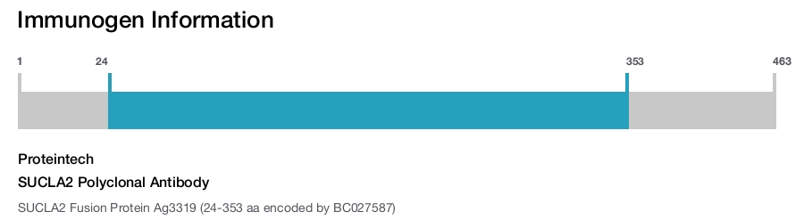 SUCLA2 Polyclonal Antibody
