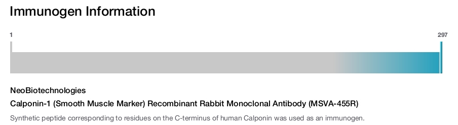 Calponin-1 (Smooth Muscle Marker) Recombinant Rabbit Monoclonal Antibody (MSVA-455R)