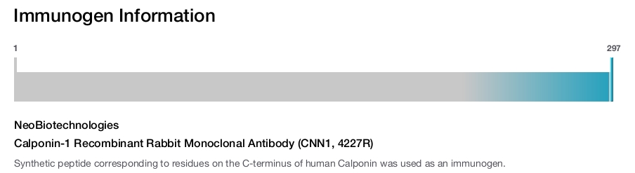 Calponin-1 Recombinant Rabbit Monoclonal Antibody (CNN1, 4227R)