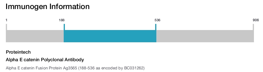 Alpha E catenin Polyclonal Antibody