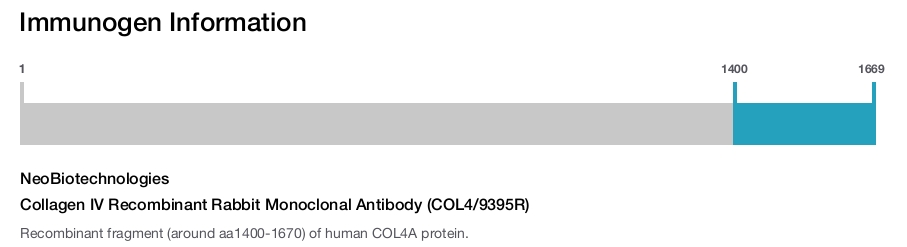Collagen IV Recombinant Rabbit Monoclonal Antibody (COL4/9395R)