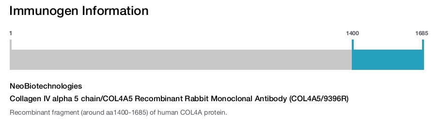 Collagen IV alpha 5 chain/COL4A5 Recombinant Rabbit Monoclonal Antibody (COL4A5/9396R)