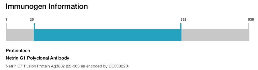 Netrin G1 Polyclonal Antibody