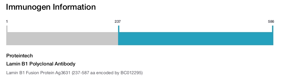 Lamin B1 Polyclonal Antibody
