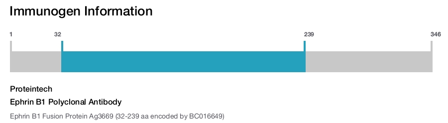 Ephrin B1 Polyclonal Antibody