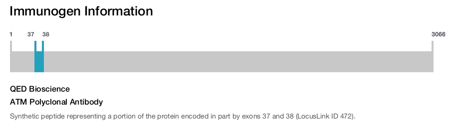 ATM Polyclonal Antibody