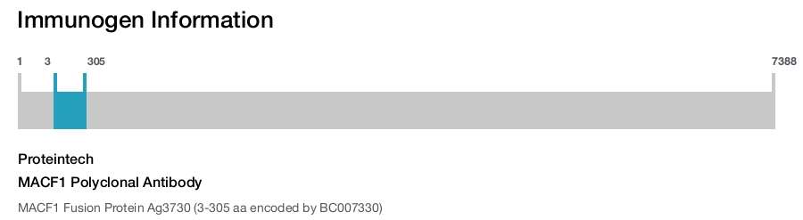 MACF1 Polyclonal Antibody