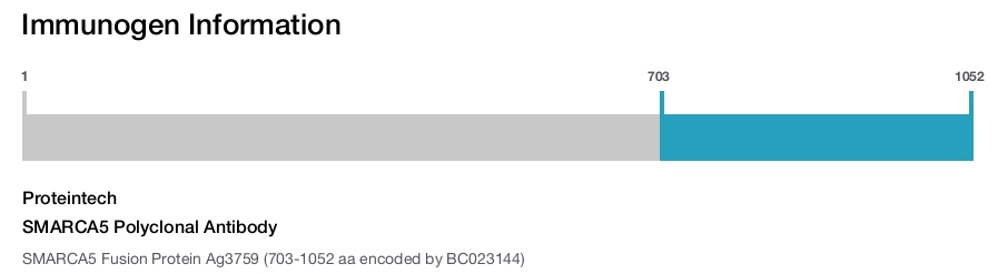 SMARCA5 Polyclonal Antibody