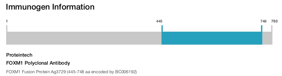 FOXM1 Polyclonal Antibody