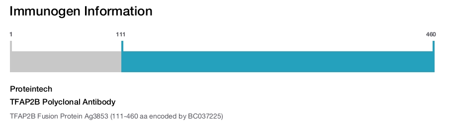 TFAP2B Polyclonal Antibody