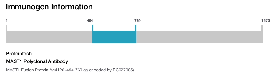 MAST1 Polyclonal Antibody