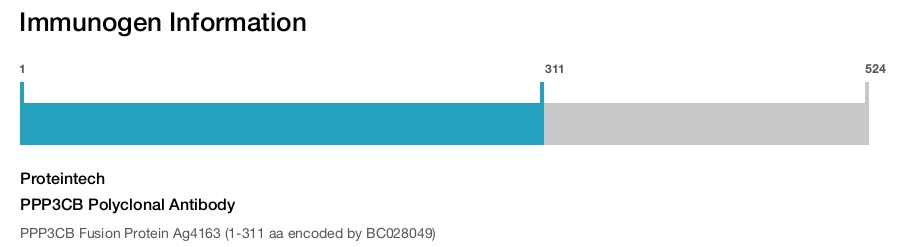 PPP3CB Polyclonal Antibody