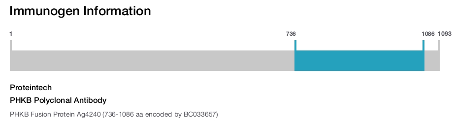 PHKB Polyclonal Antibody