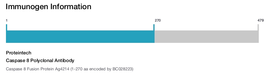 Caspase 8 Polyclonal Antibody