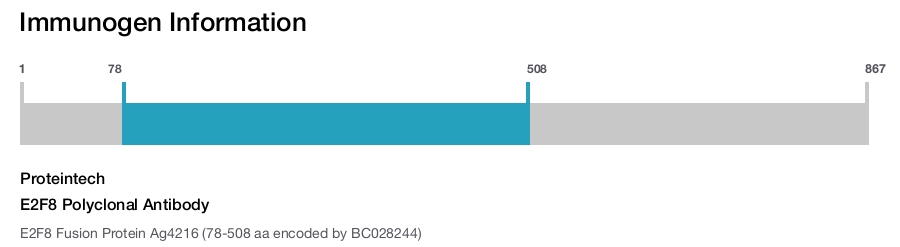 E2F8 Polyclonal Antibody
