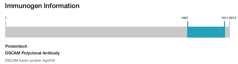 DSCAM Polyclonal Antibody