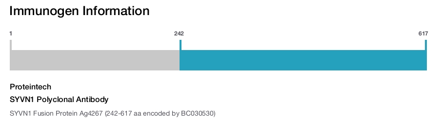 SYVN1 Polyclonal Antibody