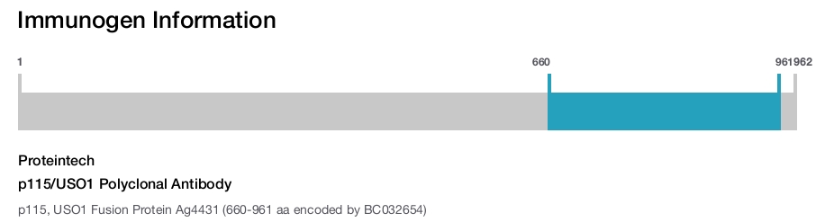 p115/USO1 Polyclonal Antibody
