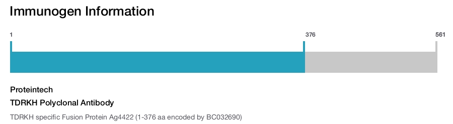TDRKH Polyclonal Antibody