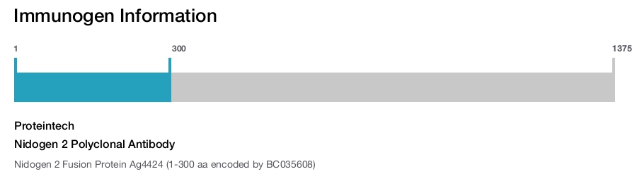 Nidogen 2 Polyclonal Antibody