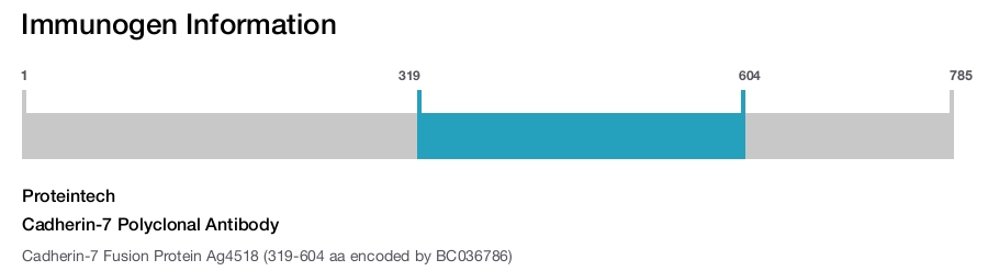 Cadherin-7 Polyclonal Antibody