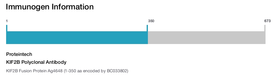 KIF2B Polyclonal Antibody