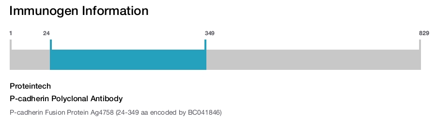 P-cadherin Polyclonal Antibody