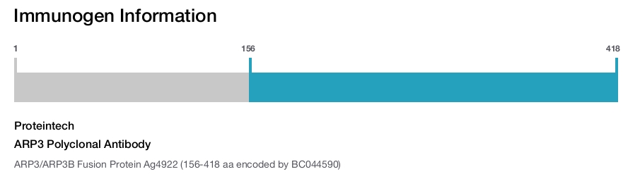 ARP3 Polyclonal Antibody