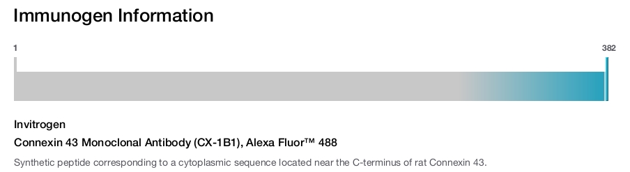 Connexin 43 Monoclonal Antibody (CX-1B1), Alexa Fluor™ 488