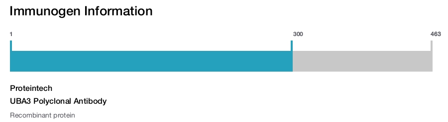 UBA3 Polyclonal Antibody