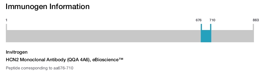 HCN2 Monoclonal Antibody (QQA 4A6), eBioscience™