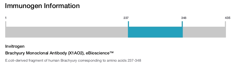 Brachyury Monoclonal Antibody (X1AO2), eBioscience&trade;