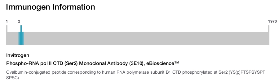 Phospho-RNA pol II CTD (Ser2) Monoclonal Antibody (3E10), eBioscience™