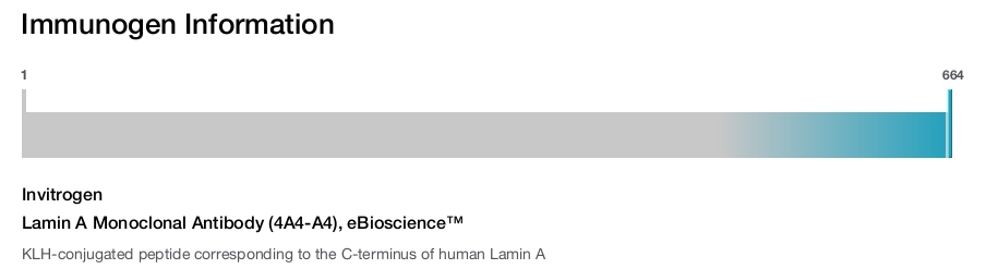 Lamin A Monoclonal Antibody (4A4-A4), eBioscience™