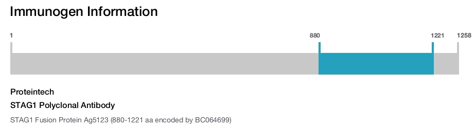 STAG1 Polyclonal Antibody