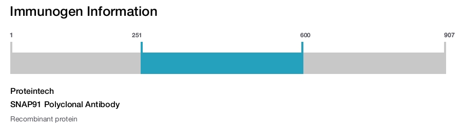 SNAP91 Polyclonal Antibody
