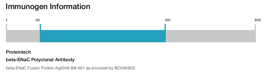 beta-ENaC Polyclonal Antibody