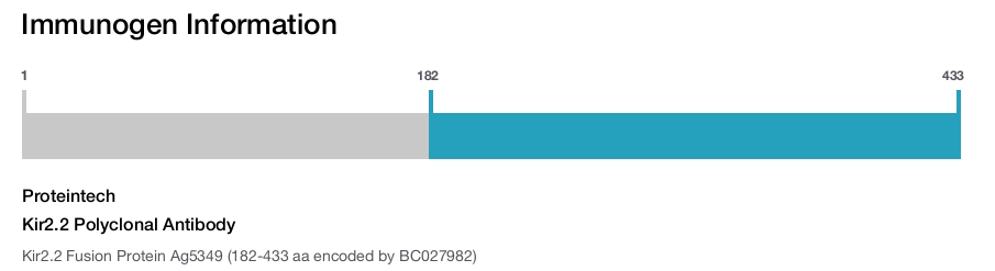 Kir2.2 Polyclonal Antibody